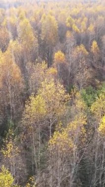 Gündüz vakti bir sonbahar ormanının dikey videosu