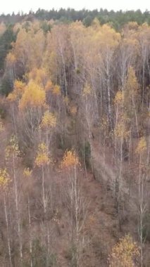 Gündüz vakti bir sonbahar ormanının dikey videosu