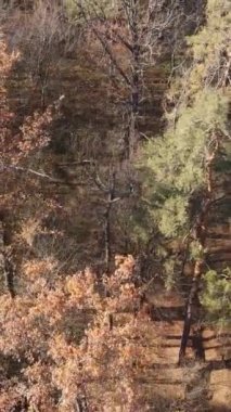 Gündüz vakti bir sonbahar ormanının dikey videosu