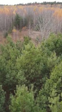 Gündüz vakti bir sonbahar ormanının dikey videosu