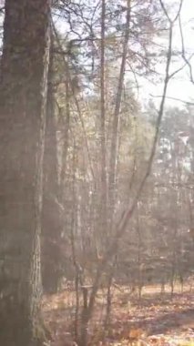 Gündüz vakti bir sonbahar ormanının dikey videosu