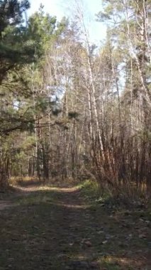 Gündüz vakti bir sonbahar ormanının dikey videosu