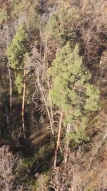 Gündüz vakti bir sonbahar ormanının dikey videosu