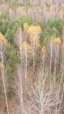 Gündüz vakti bir sonbahar ormanının dikey videosu