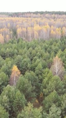 Gündüz vakti bir sonbahar ormanının dikey videosu