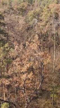 Gündüz vakti bir sonbahar ormanının dikey videosu