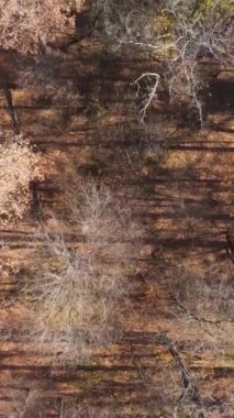 Gündüz vakti bir sonbahar ormanının dikey videosu