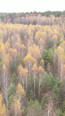 Gündüz vakti bir sonbahar ormanının dikey videosu