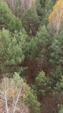 Gündüz vakti bir sonbahar ormanının dikey videosu