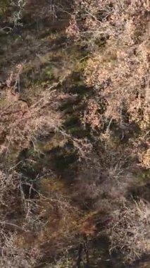 Gündüz vakti bir sonbahar ormanının dikey videosu