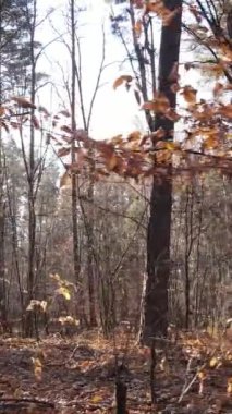 Gündüz vakti bir sonbahar ormanının dikey videosu