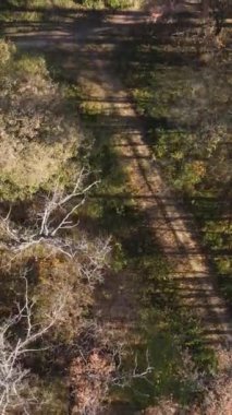 Gündüz vakti bir sonbahar ormanının dikey videosu