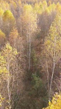 Gündüz vakti bir sonbahar ormanının dikey videosu