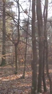 Gündüz vakti ağaçlı bir ormanın dikey videosu