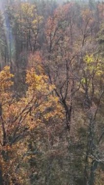 Gündüz vakti ağaçlı bir ormanın dikey videosu