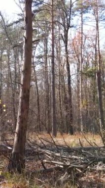 Gündüz vakti ağaçlı bir ormanın dikey videosu