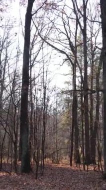 Gündüz vakti ağaçlı bir ormanın dikey videosu