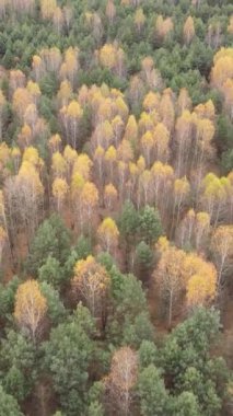 Gündüz vakti ağaçlı bir ormanın dikey videosu