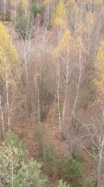 Gündüz vakti ağaçlı bir ormanın dikey videosu