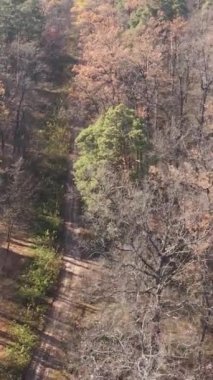 Gündüz vakti ağaçlı bir ormanın dikey videosu