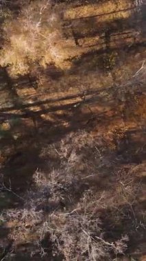 Gündüz vakti ağaçlı bir ormanın dikey videosu