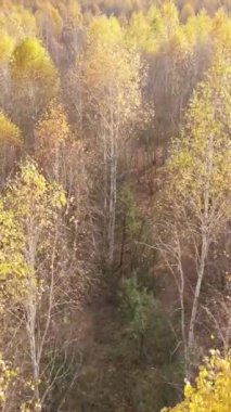 Gündüz vakti ağaçlı bir ormanın dikey videosu