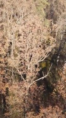 Gündüz vakti ağaçlı bir ormanın dikey videosu