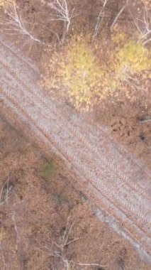 Gündüz vakti ağaçlı bir ormanın dikey videosu