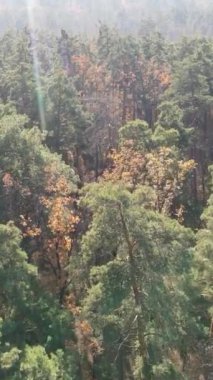 Gündüz vakti ağaçlı bir ormanın dikey videosu