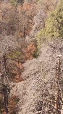 Gündüz vakti ağaçlı bir ormanın dikey videosu