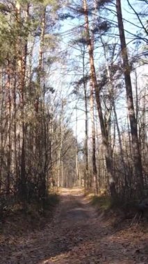 Gündüz vakti ağaçlı bir ormanın dikey videosu