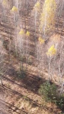 Gündüz vakti ağaçlı bir ormanın dikey videosu