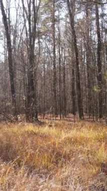 Gündüz vakti ağaçlı bir ormanın dikey videosu