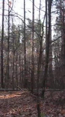 Gündüz vakti ağaçlı bir ormanın dikey videosu