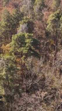 Gündüz vakti ağaçlı bir ormanın dikey videosu