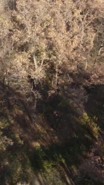 Gündüz vakti ağaçlı bir ormanın dikey videosu