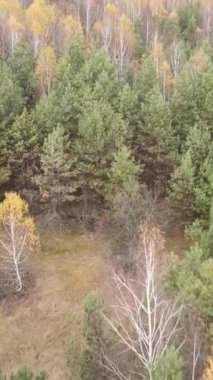 Gündüz vakti ağaçlı bir ormanın dikey videosu