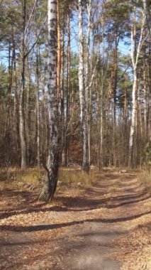 Gündüz vakti ağaçlı bir ormanın dikey videosu