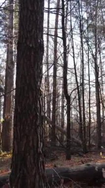 Gündüz vakti ağaçlı bir ormanın dikey videosu