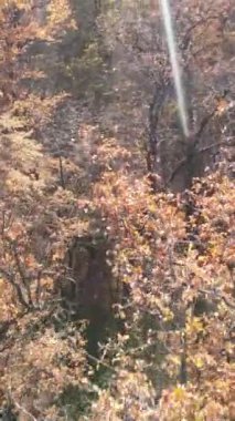 Gündüz vakti ağaçlı bir ormanın dikey videosu