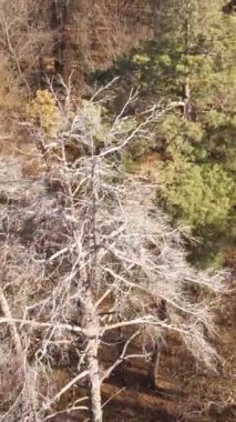 Gündüz vakti ağaçlı bir ormanın dikey videosu