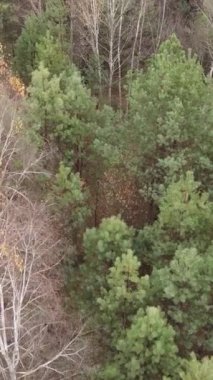 Gündüz vakti ağaçlı bir ormanın dikey videosu