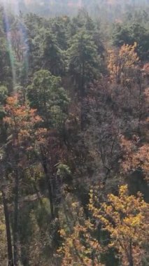 Gündüz vakti ağaçlı bir ormanın dikey videosu