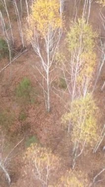 Gündüz vakti ağaçlı bir ormanın dikey videosu