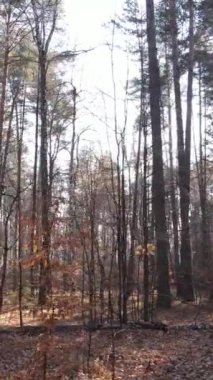 Gündüz vakti ağaçlı bir ormanın dikey videosu