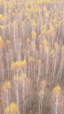 Gündüz vakti ağaçlı bir ormanın dikey videosu