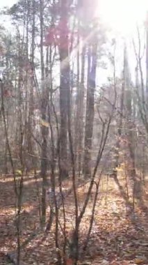 Gündüz vakti ağaçlı bir ormanın dikey videosu