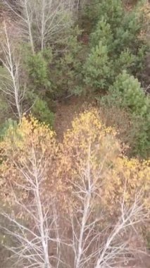 Gündüz vakti ağaçlı bir ormanın dikey videosu