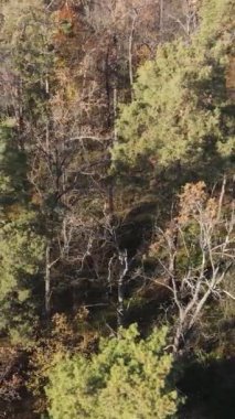 Gündüz vakti ağaçlı bir ormanın dikey videosu