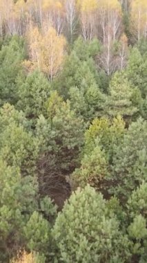 Gündüz vakti ağaçlı bir ormanın dikey videosu